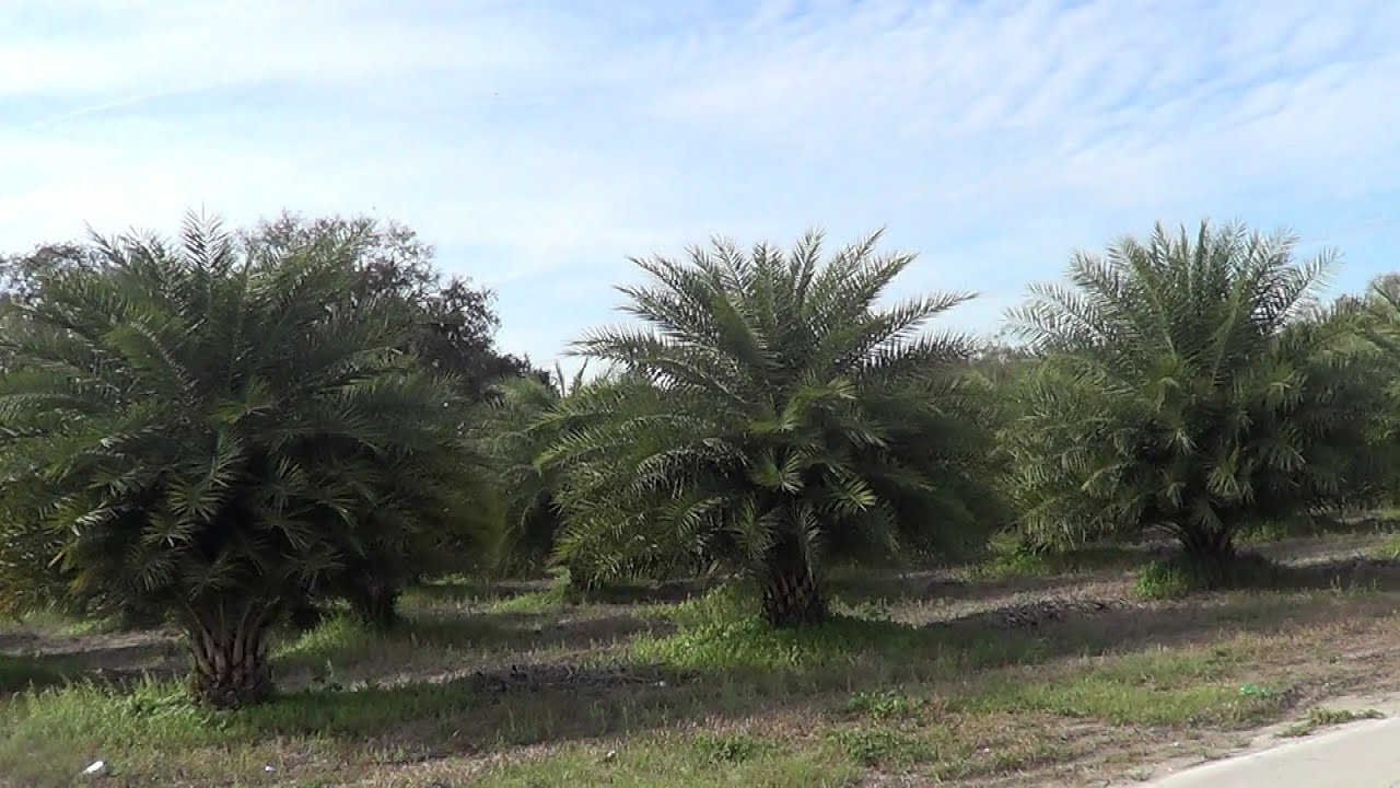 Date Palm Plantation - REAL USA Ep. 40
