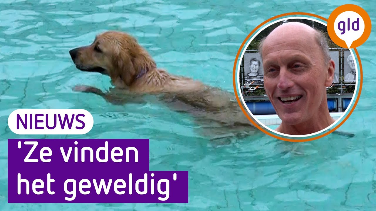 Honden plonzen het zwembad in
