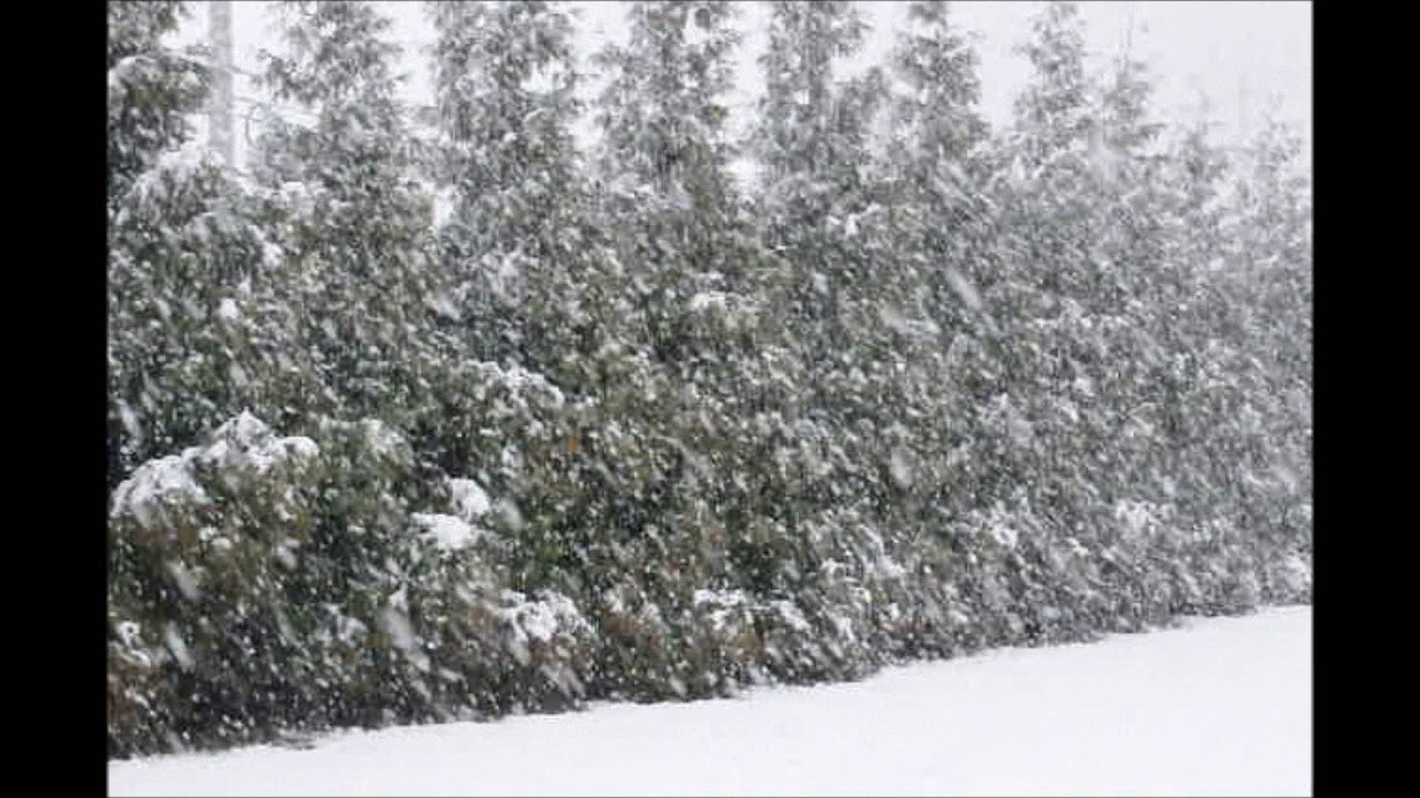 About the Comparative Strenghts of Leyland Cypress Trees and other Evergreens       Snow Effects