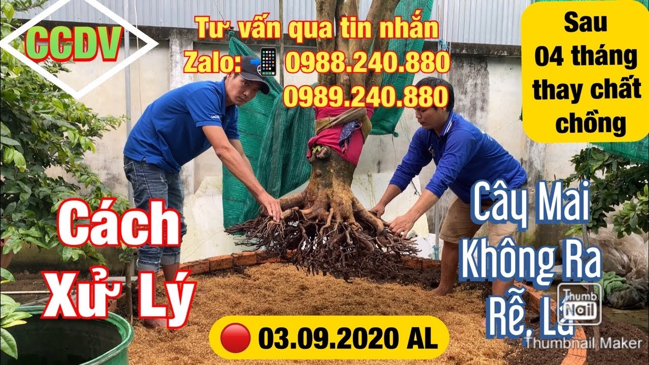 🔴 CCDV # 107. Cứu Cây Mai Tàng Không Ra Lá Sau 04 Tháng | H.Chợ Mới _ An Giang ||CCDV. 19.10.2020