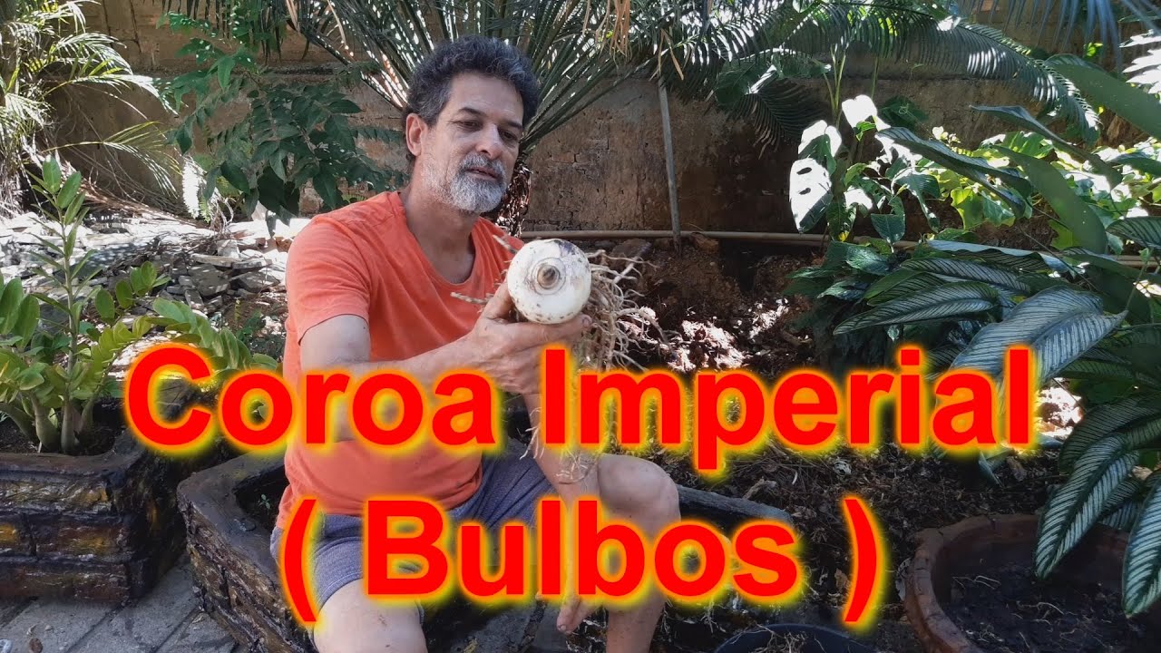 Bulbos de Coroa Imperial  Dormência