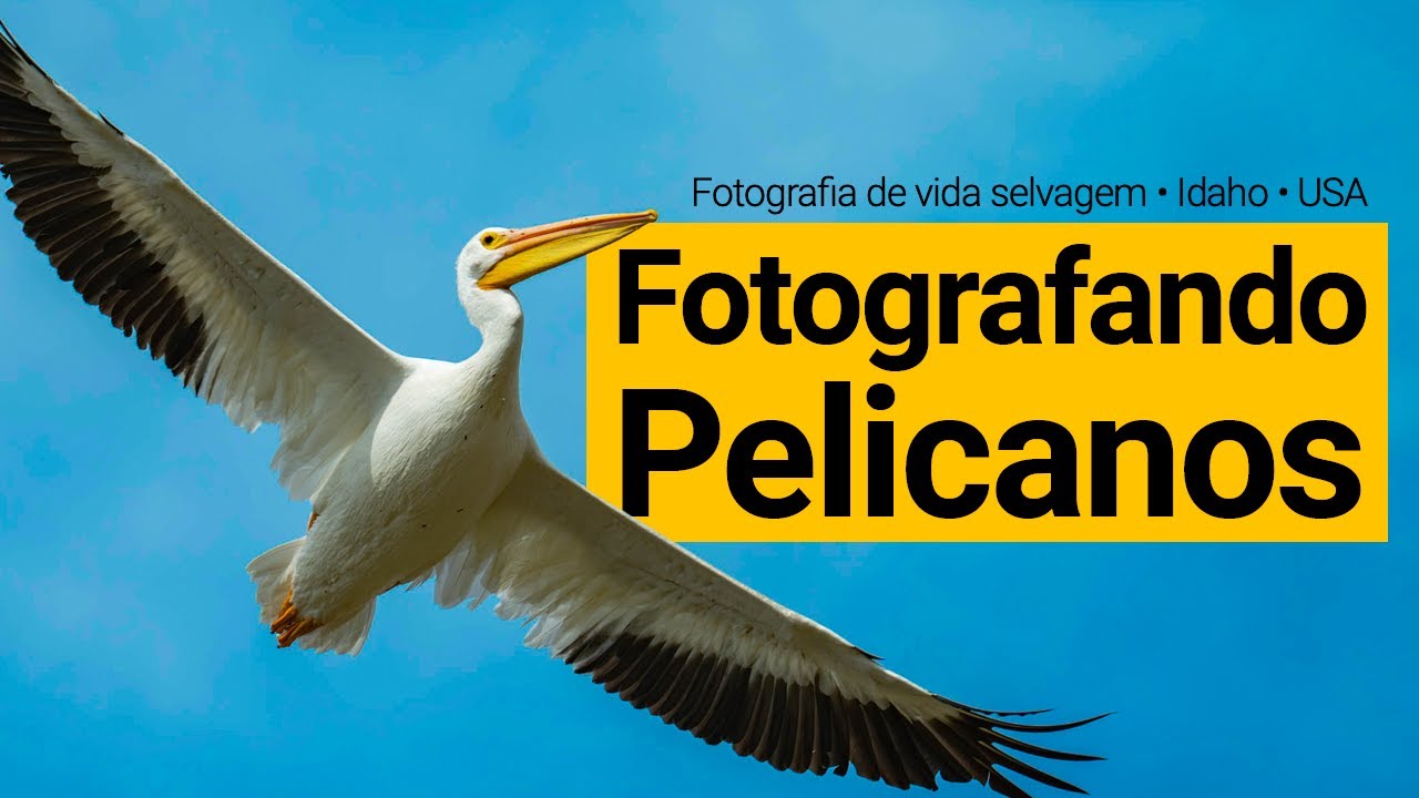 Fotografando Pelicanos • Vida Selvagem em Idaho • USA | Bear Lake National Wildlife Refuge