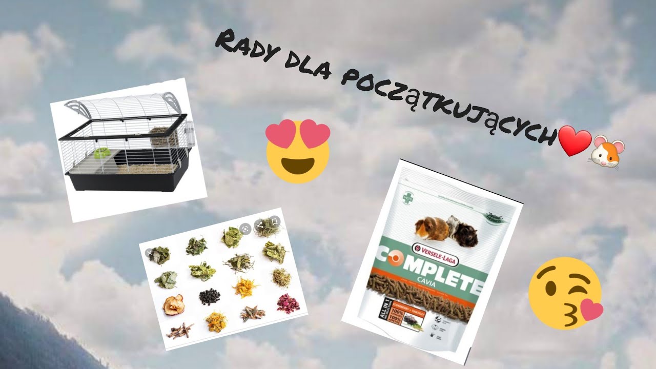 Jak przygotować się na przyjazd świnki morskiej?(Rady dla początkujących)❤🐹