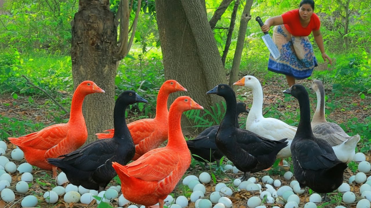 Women Catch baby Goose egg in forest  - Fried Goose egg with  chili for dog Eating delicious 4K