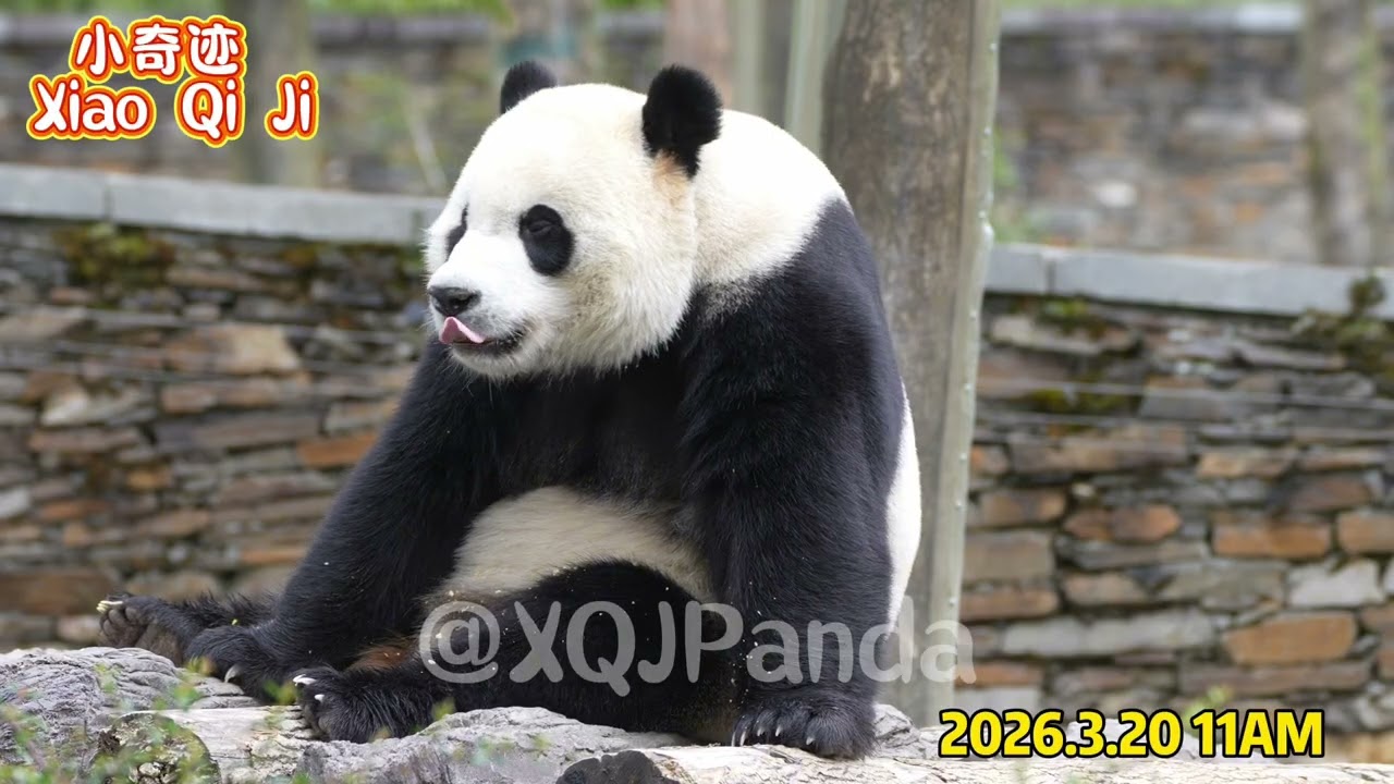 Xiao Qi Ji😘 🌹2026.3.20  11am🌹