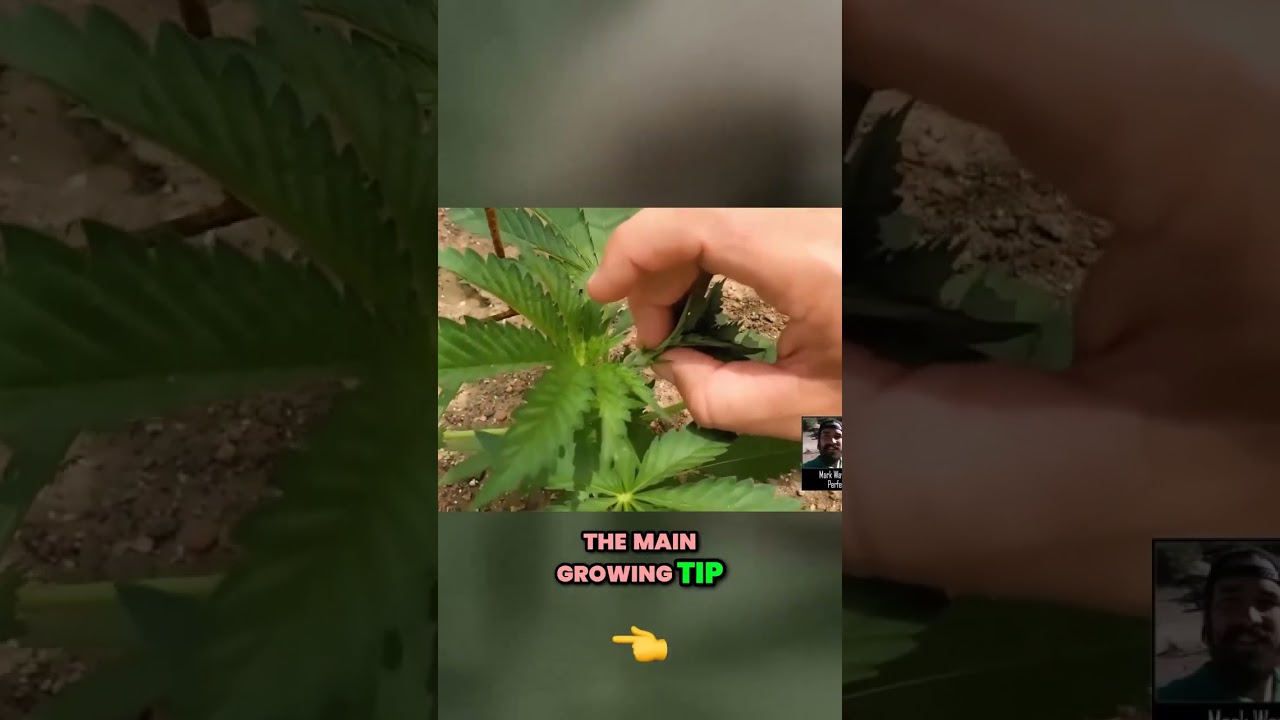 Maximize Growth with This Game Changing Plant Technique!