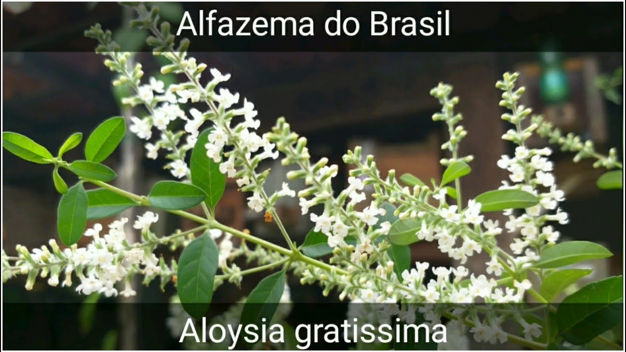 Florada da Alfazema do Brasil /Erva Santa - Aloysia gratissima