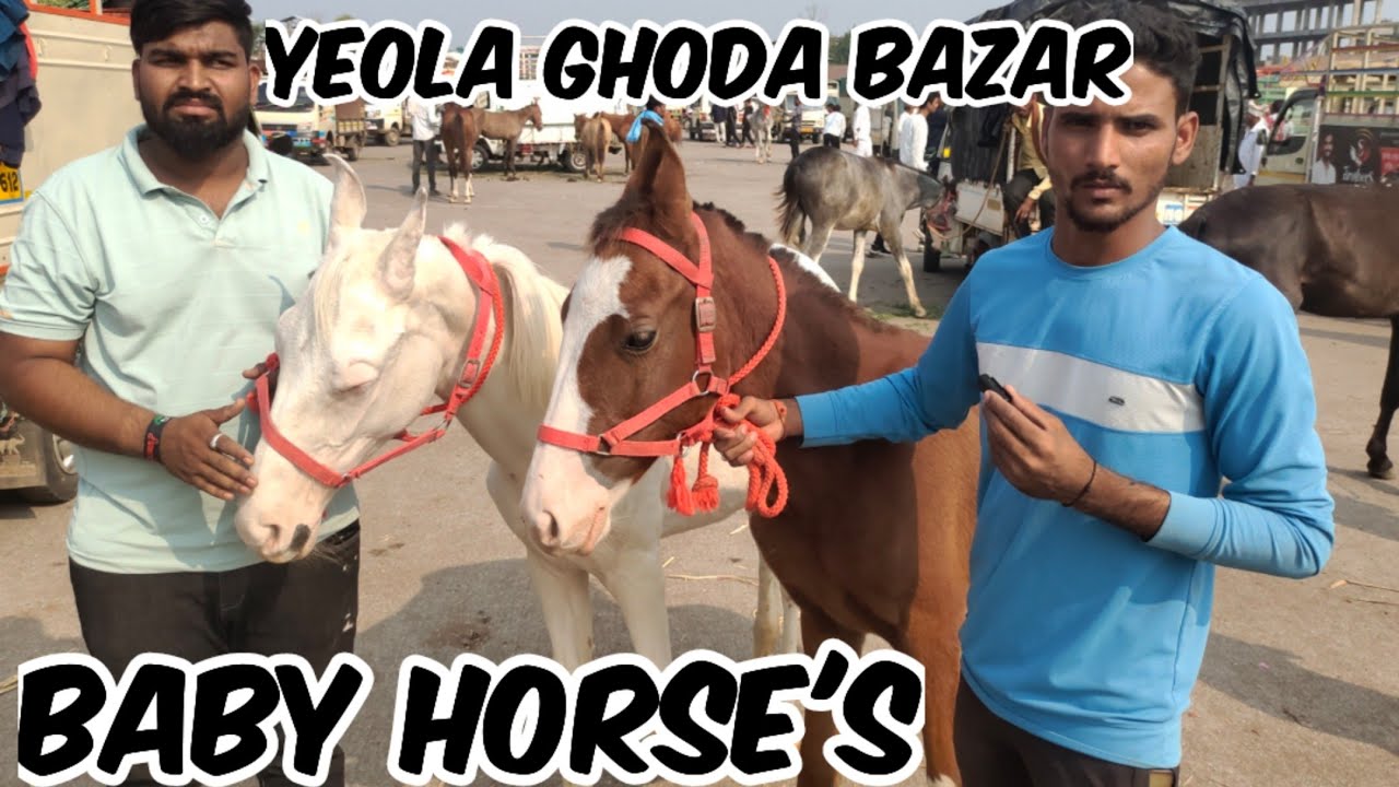 Yeola Dussehra Mandi me aaye Baby horses | Nukra Ghoda | Stallion Horse | Tattu Ghode