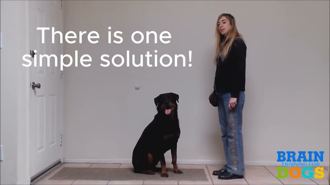 Dog Training - Brain Training For Dogs