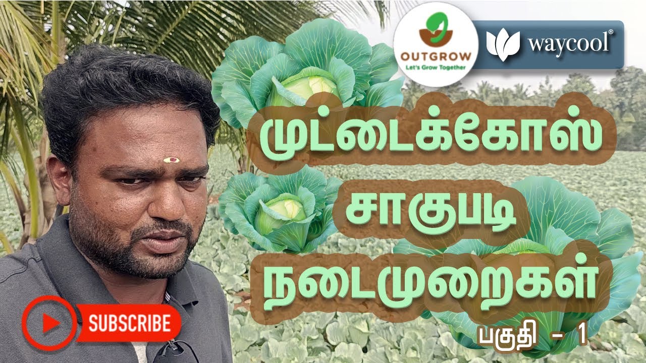 முட்டைக்கோஸ் விவசாய வழிகாட்டி | முட்டைக்கோஸ் பயிர்களை வளர்ப்பது எப்படி? – Part 1 | Cabbage Farming