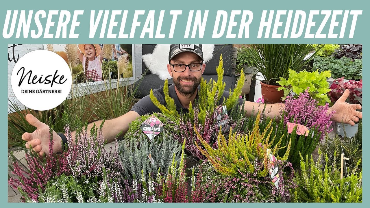 Heidepflanzen! Tolle Farben für den herbstlichen Garten und Balkon.