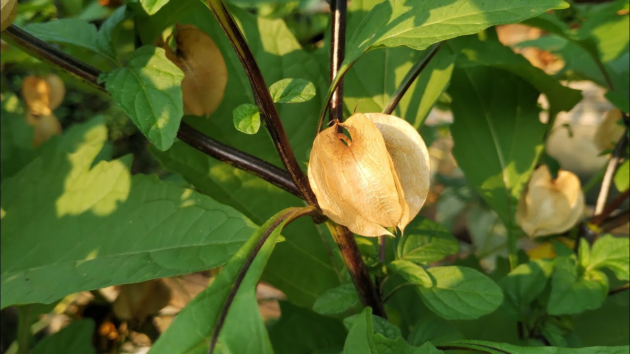 Nicandra physaloides - the toxic Apple of Peru
