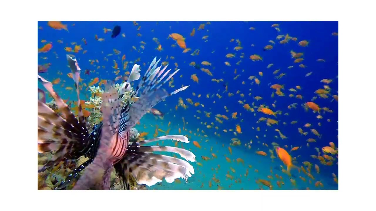 Amazing Underwater World