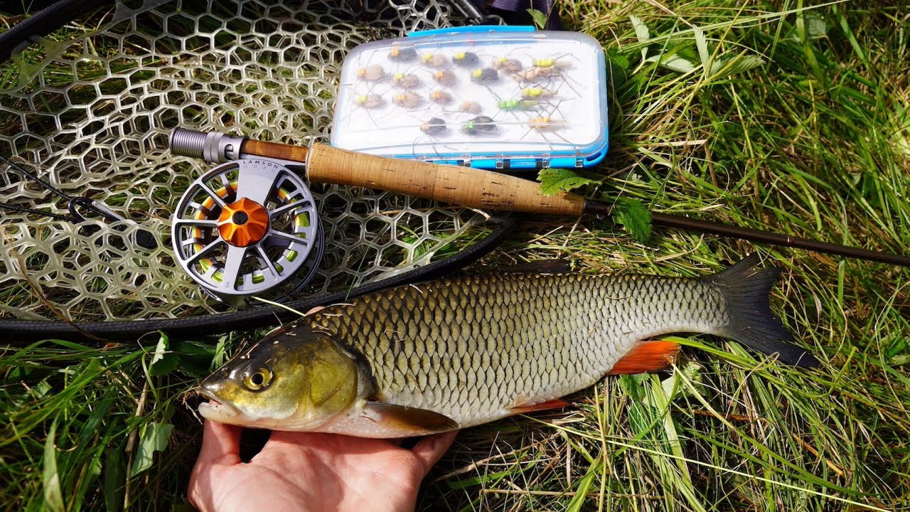 Klenie i Jelce na Muchę | Muchy na klenia - Piankowce | Nizinna Rzeka | Chub on the fly