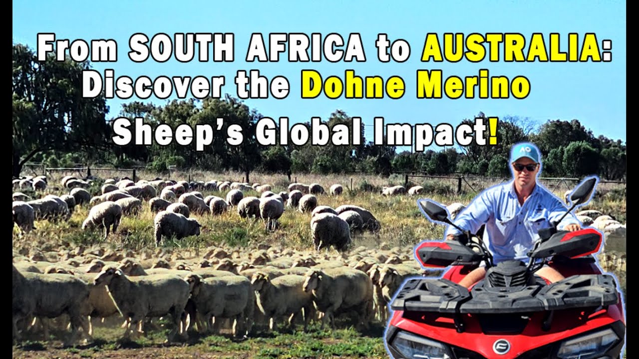 From South Africa to Australia: The Global Success Story of the Dohne Merino Sheep🐑🐏 Amazing