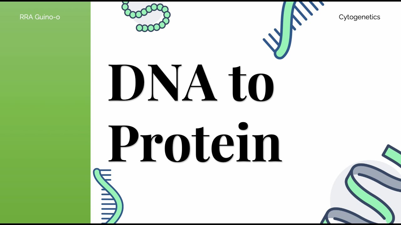 How proteins are made | Transcription and Translation