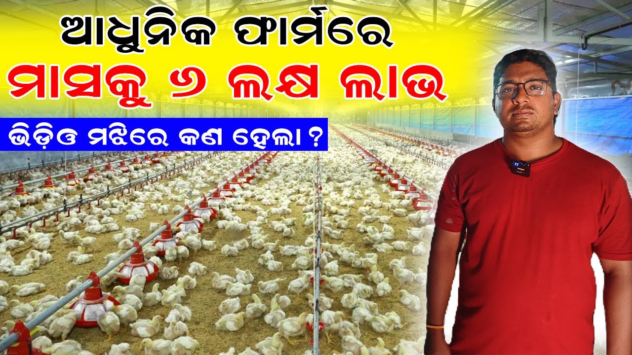 ଆଧୁନିକ ଫର୍ମ ରେ ମାସକୁ ୬ଲକ୍ଷ ଲାଭ || How to Earn more income from poultry farm ? @EfarmingOdisha
