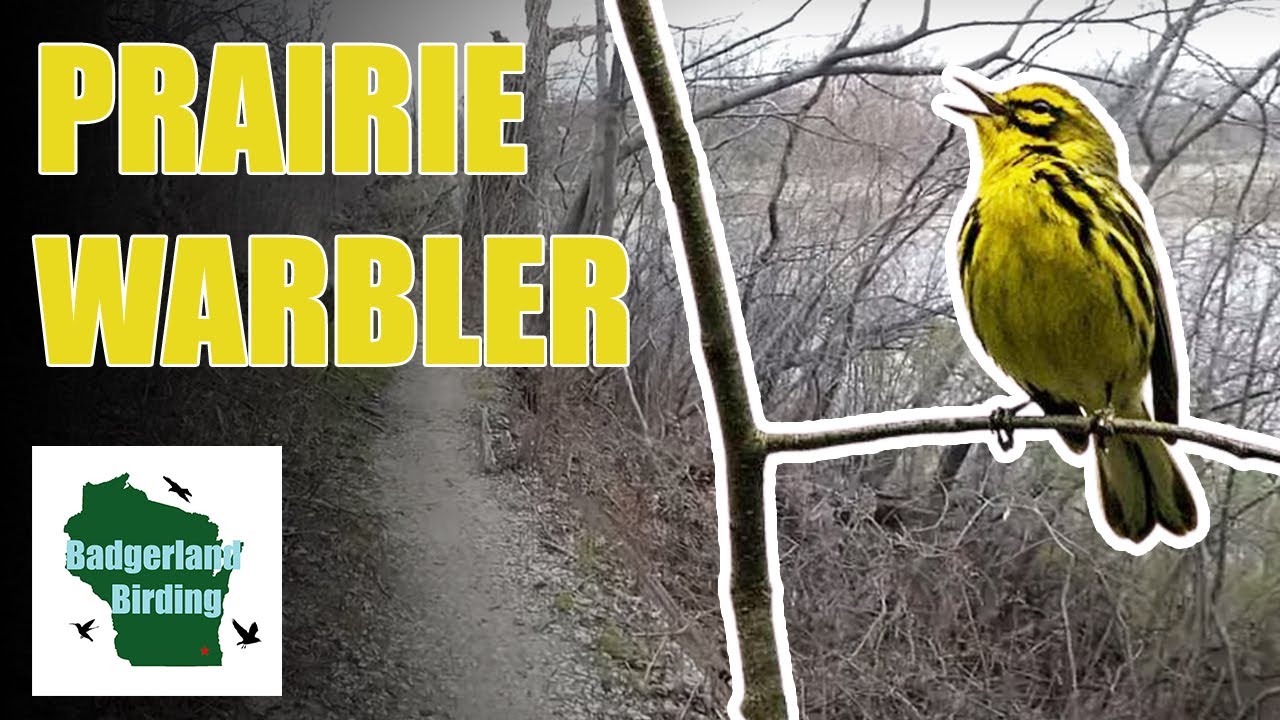 Quest to find the RARE Prairie Warbler