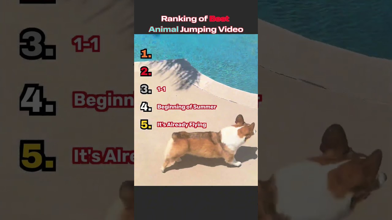 Ranking of Best Animal Jumping Video #funny #ranking #animals #shorts #reels