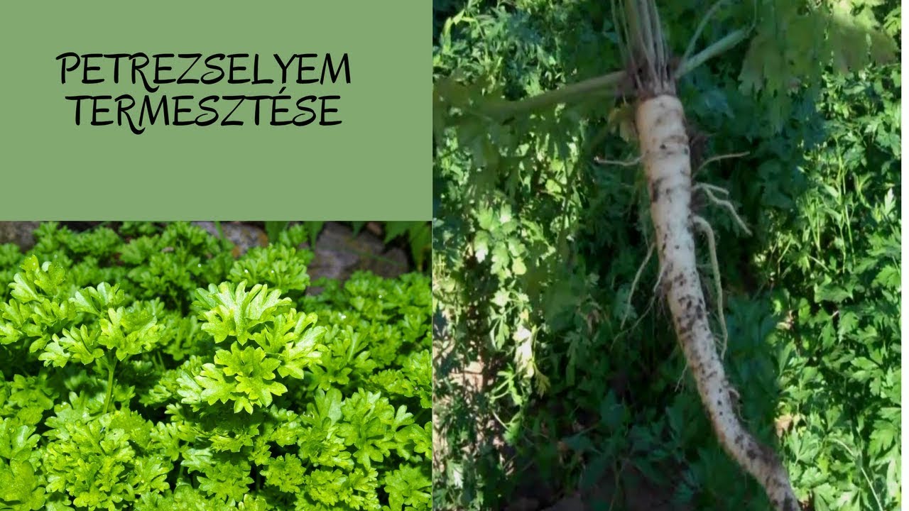 Petrezselyem termeszt&eacute;se kiskertben #petrezselyem #petrezselyemtermeszt&eacute;s
