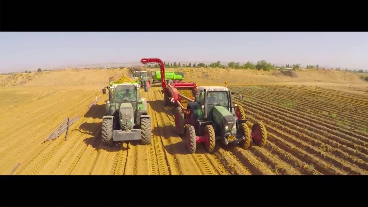 التكنولوجيا الزراعية في حصاد البطاطس (أحدث تقنية).. ولاية معسكر، الجزائر (الحمد لله)
