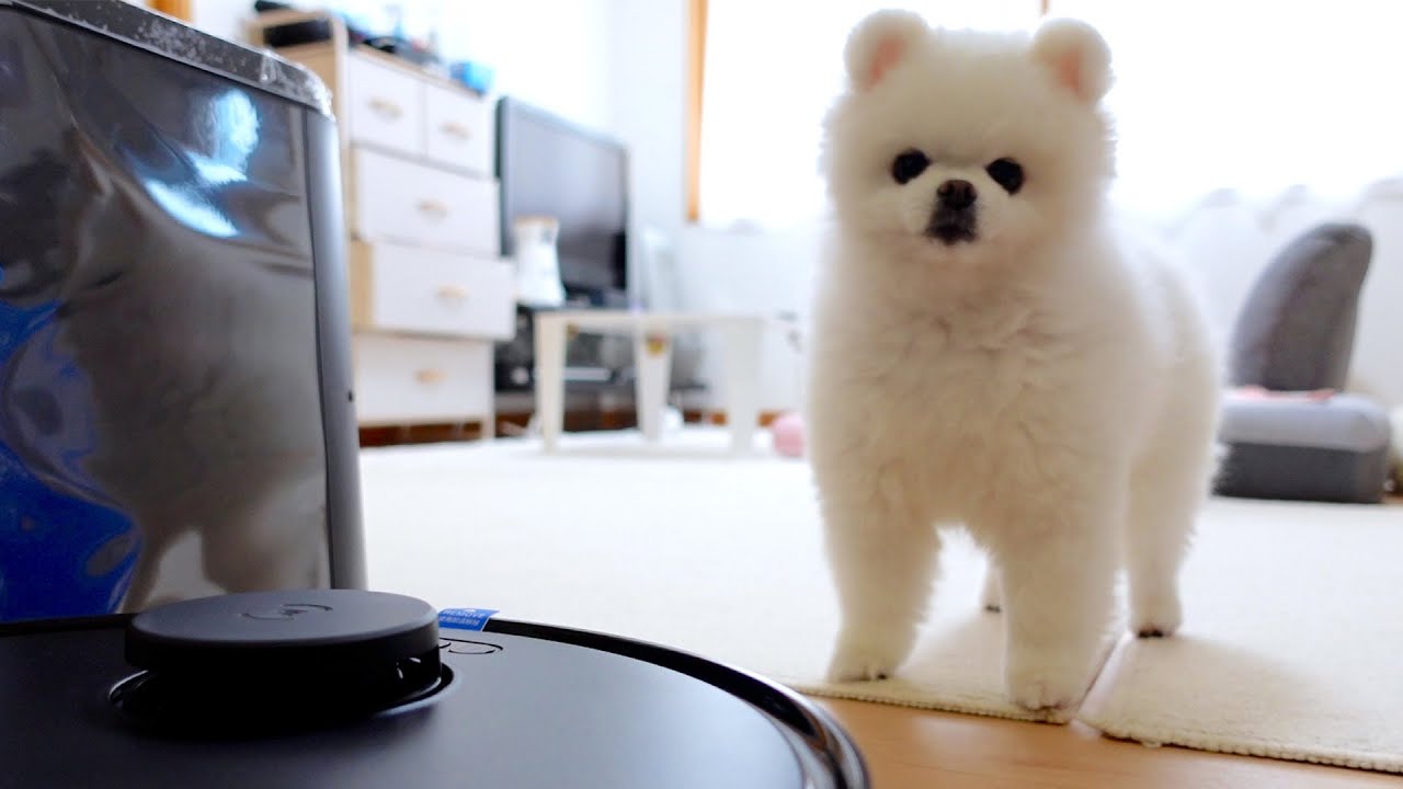 ポメラニアンの元に届いた変な贈り物
