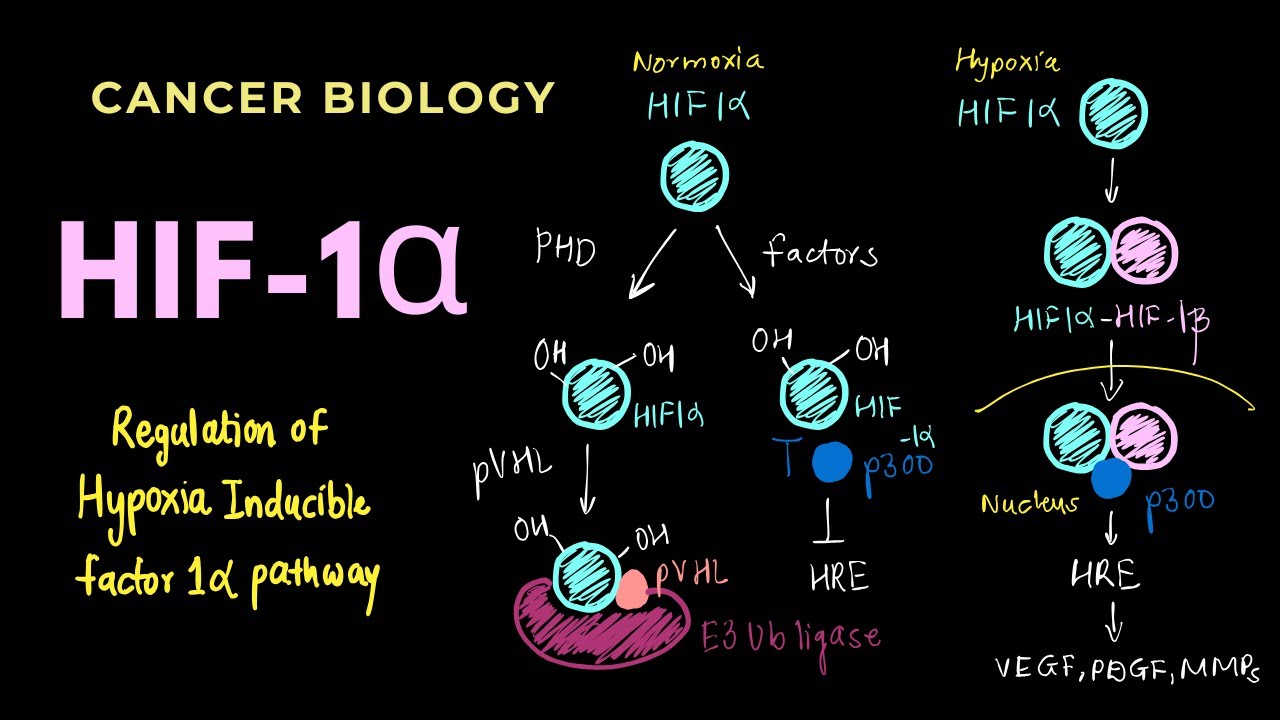 HIF-1&alpha; | Regulation of HIF-1&alpha; Pathway in Normoxia and Hypoxia | Cancer Biology | GATE/CSIR-NET