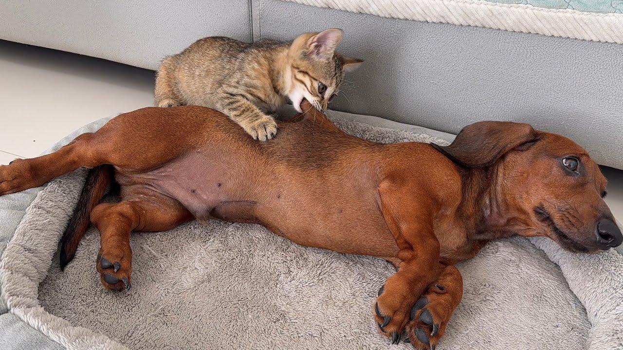 This is hilarious! The kittens are treating the dachshund puppy like a mouse.