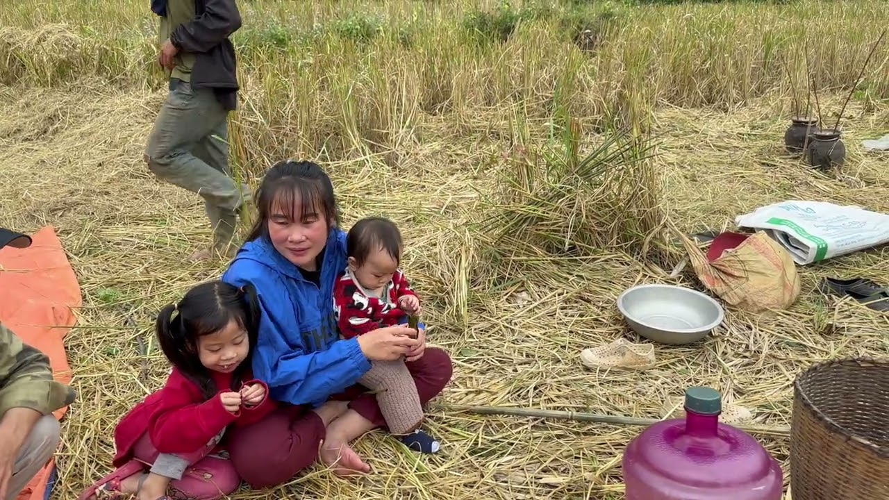 การเก็บเกี่ยวข้าวในหมู่บ้านชนบท  | Laos rural family ຄອບຄົວຊົນນະບົດ 라오스 시골 가족
