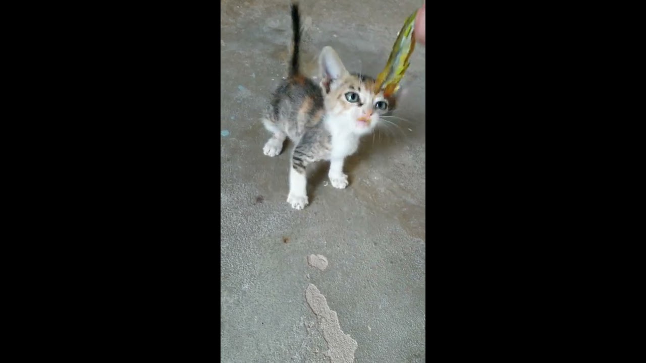 Adorables petits chats