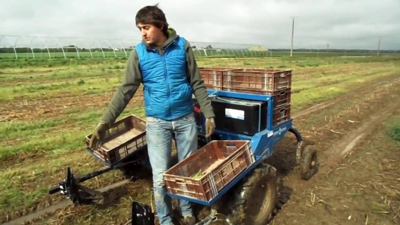 Machine pour récolter les asperges