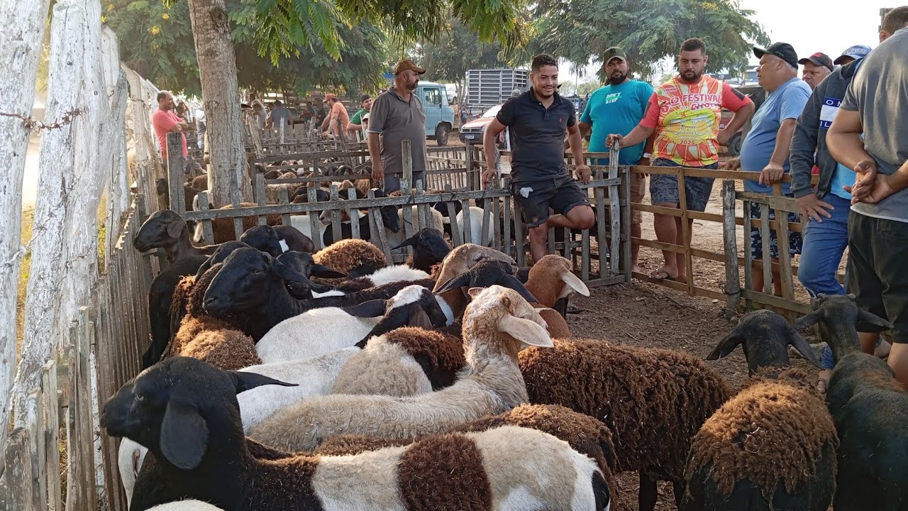 NA FEIRA DO BODE E CARNEIROS DE LIMOEIRO PERNAMBUCO 29 DE JANEIRO 2026