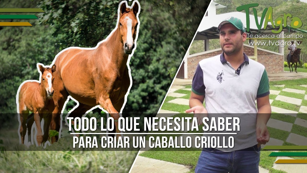 Todo lo que Necesita Saber para Criar un Caballo Criollo - TvAgro por Juan Gonzalo Angel