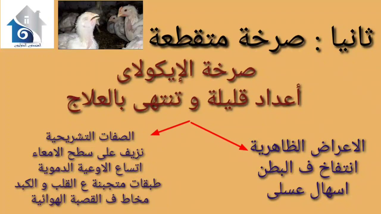 أهم أسباب الصرخة فى الدواجن (عائلة البيوفاكتور)- تدريب المشاريع الصغيرة