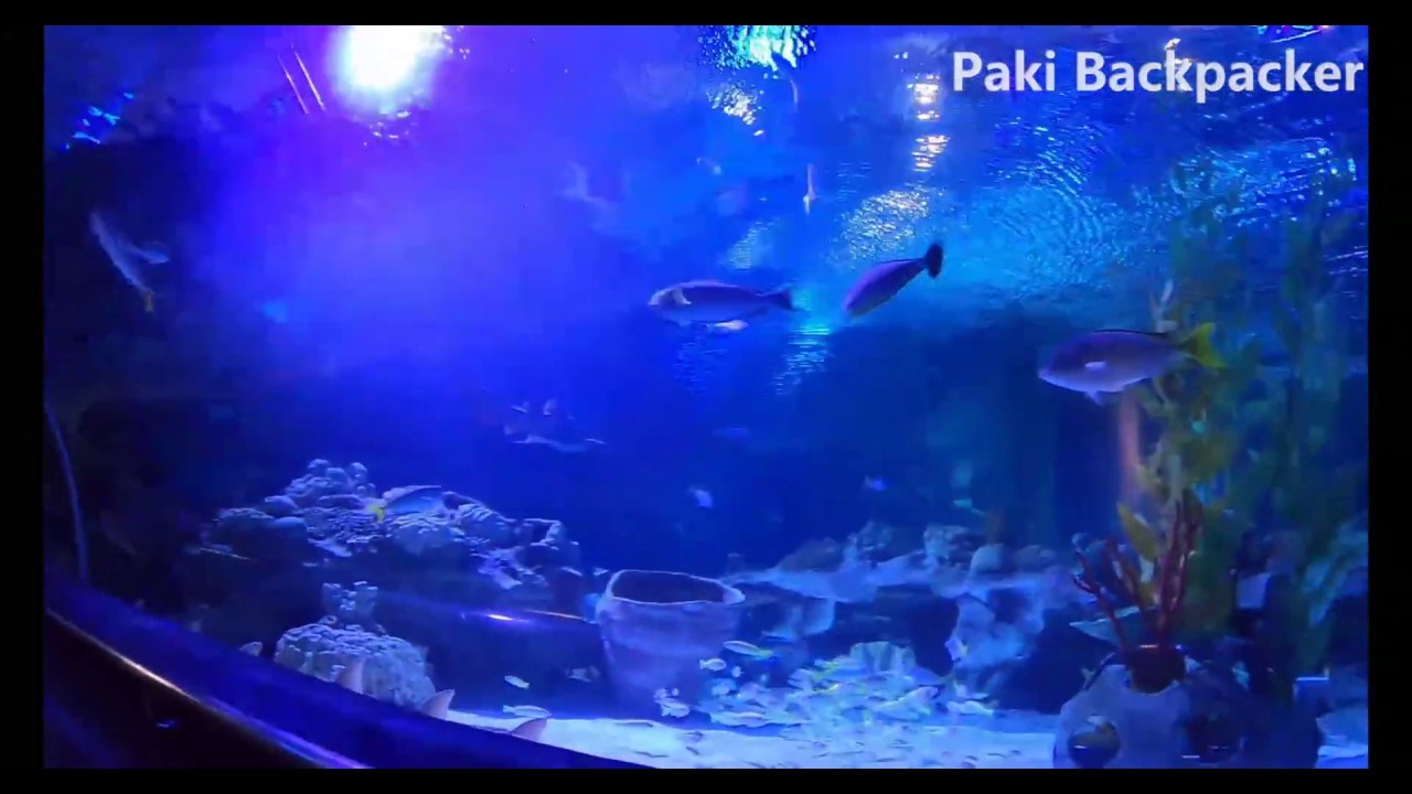 Aquaria KLCC : Underwater Tunnel in Kuala Lumpur Malaysia.
