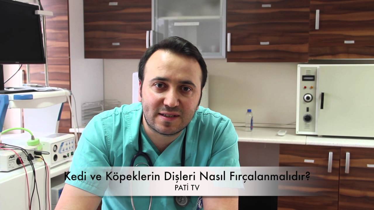 Kedi ve Köpeklerde Diş Fırçalamak