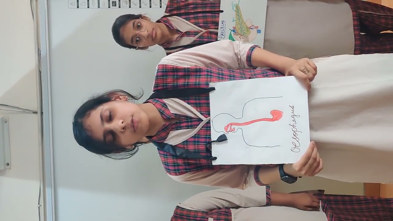 Activity:Role play- human digestive system: