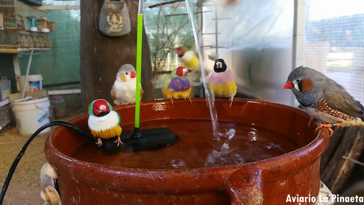 PÁJAROS PRECIOSOS bañándose en FUENTE🐥 Día de baño en nuestro aviario