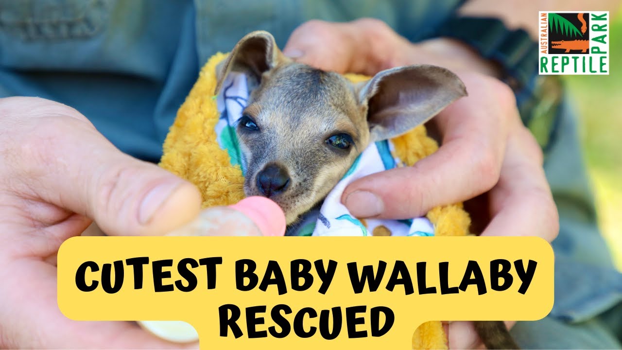 Yellow-footed rock wallaby gets second chance at life | Australian Reptile Park