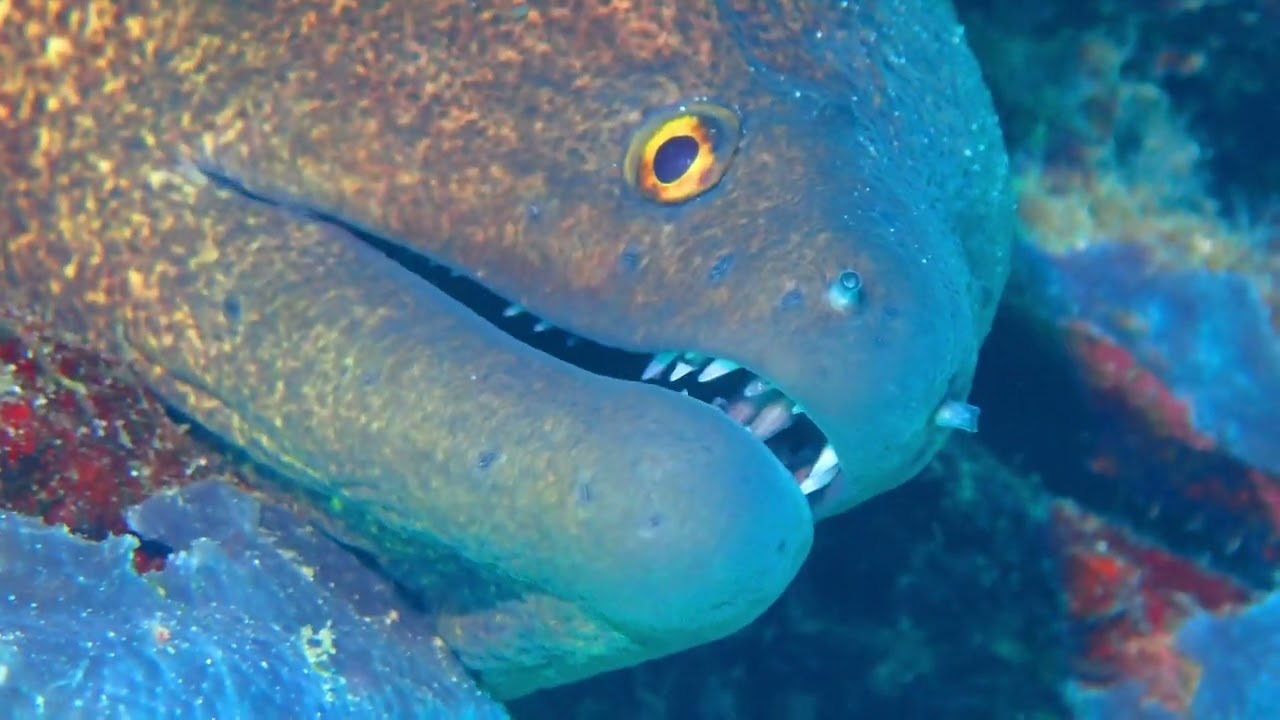 Diving in Menjangan Island Pos 1 -