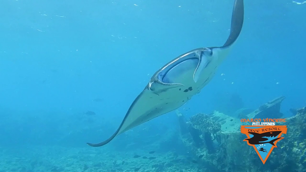 MARCO VINCENT DIVE RESORT PHILIPPINES