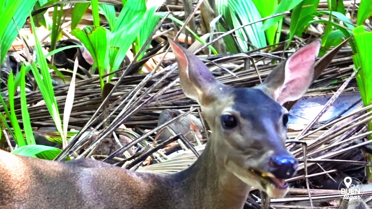 Costa Rica: Refugio de vida Silvestre Curú - Puntarenas ¡Qué buen lugar! HD