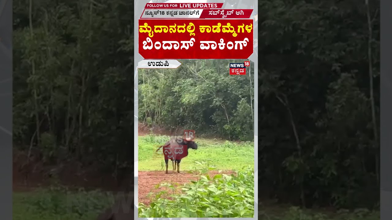 Wild Buffalo At Udupi Playground | ಮೈದಾನದಲ್ಲಿ ಕಾಡಮ್ಮೆಗಳ ಬಿಂದಾಸ್ ವಾಕಿಂಗ್ | N18S