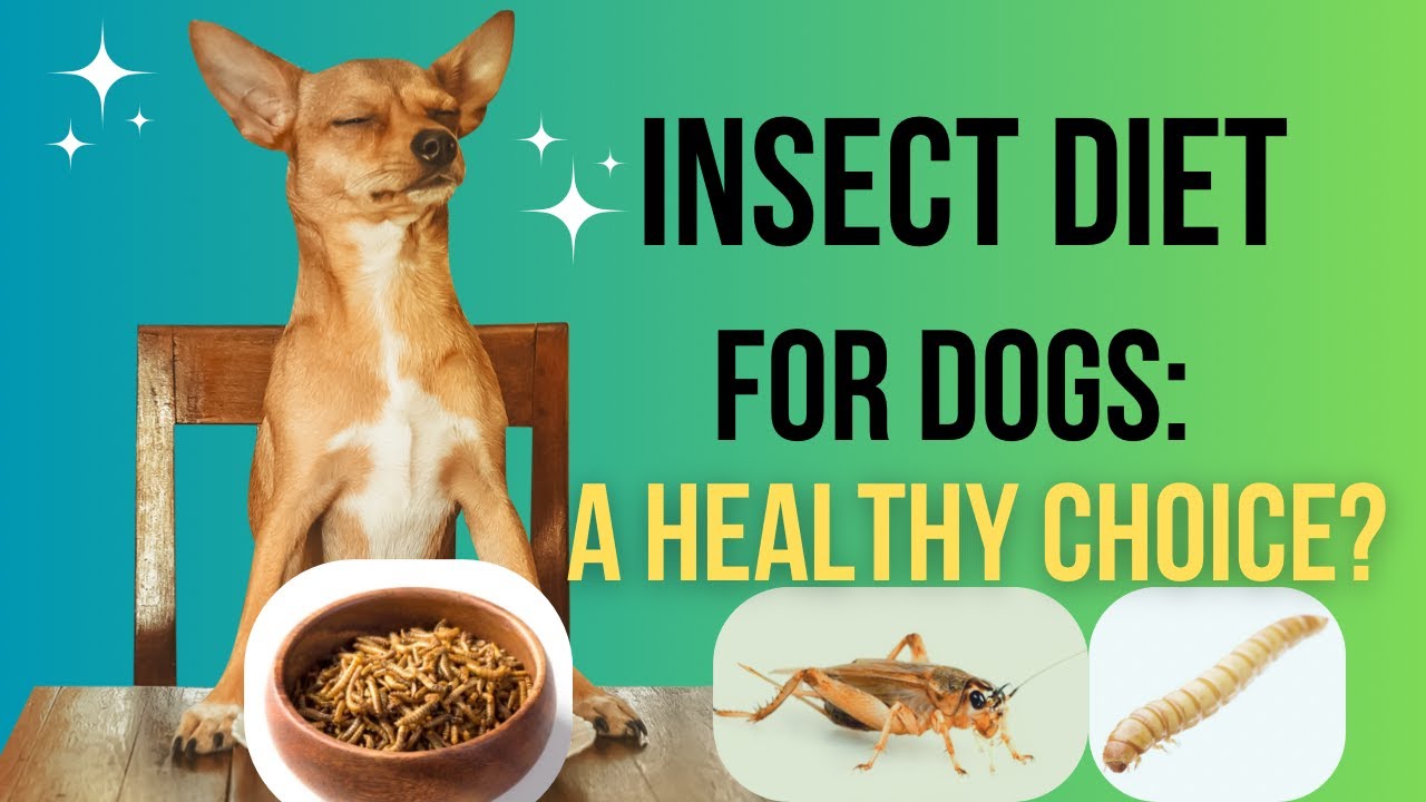 Insect based protein diet for dogs | Sustainable Protein Source