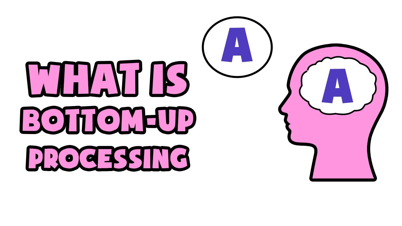 What is Bottom-up processing | Explained in 2 min