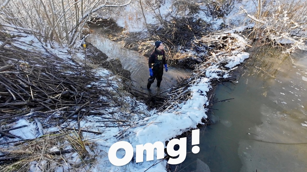 Massive Beaver Dam in Winter!