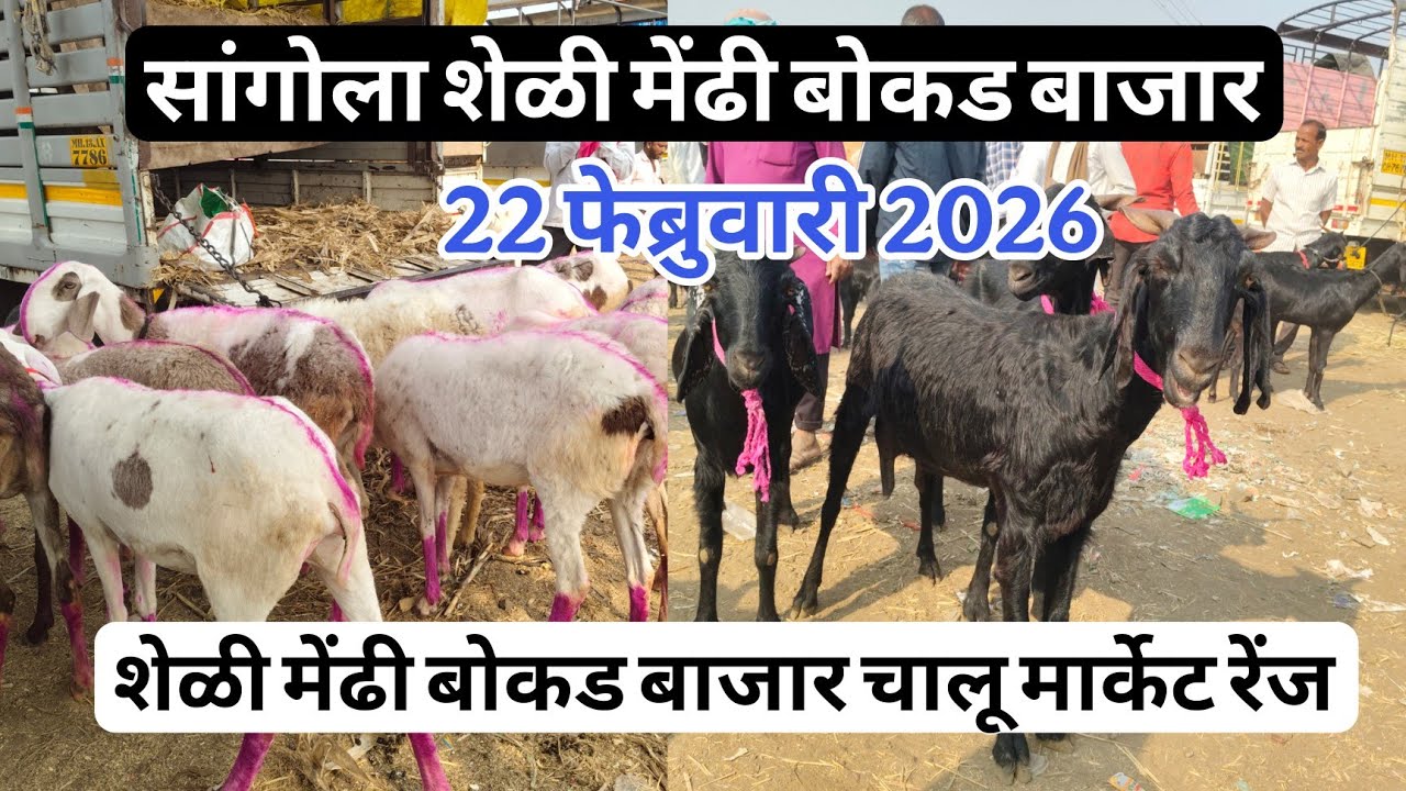 आजचा सांगोला शेळी,मेंढी बोकड बाजार 22 फेब्रुवारी2026 #sangola_bazar_sheli_bajar #शेळी_बाजार #मेंढी_