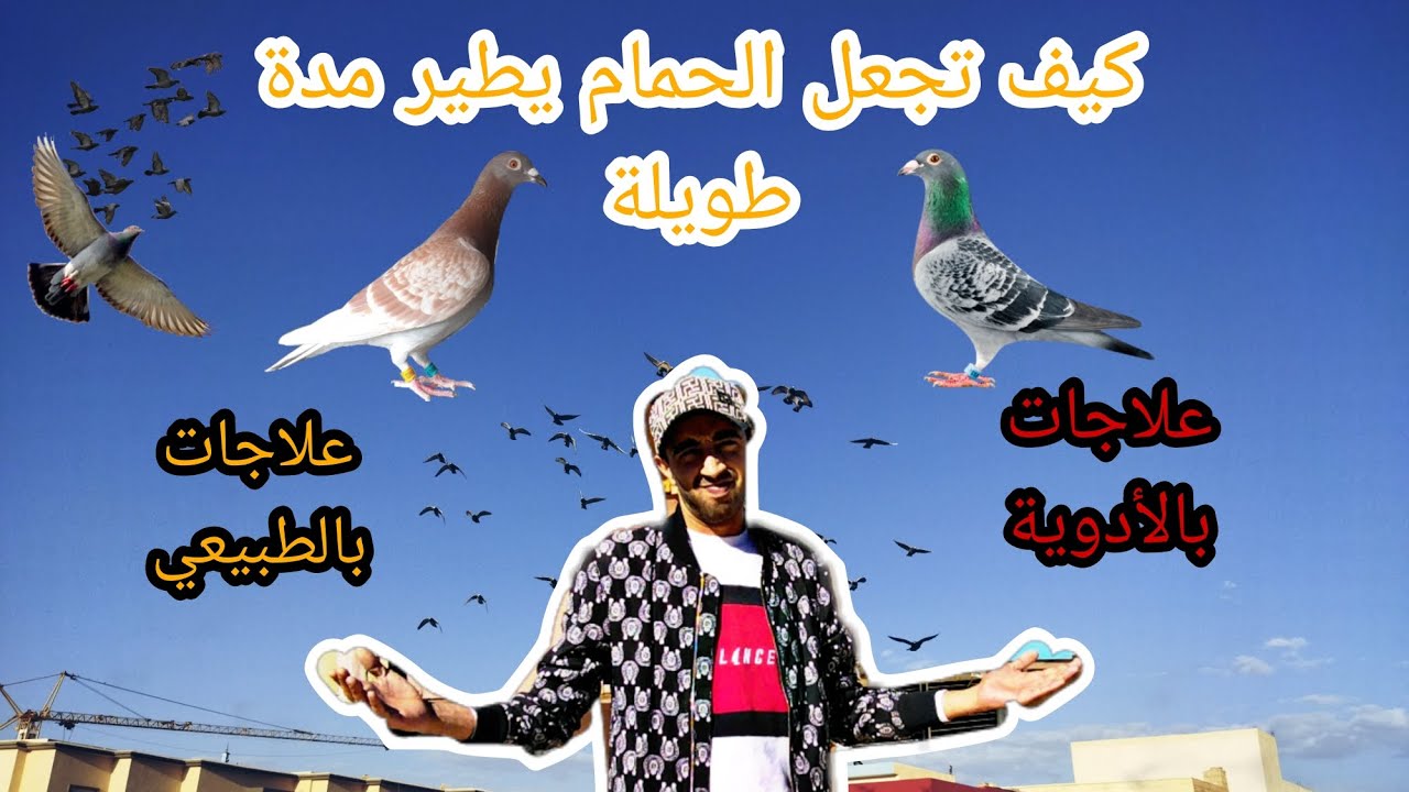 طريطمو بالأدوية 👀+ طريطمو بالطبيعي 🤔... كيف تجعل الحمام يطير مدة طويلة 🤗💪