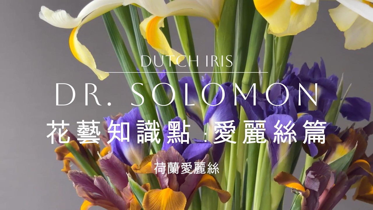 插花藝術知識點: 愛麗絲篇 | HOW TO SELECT AND KEEP DUTCH IRIS | DR. SOLOMON 花藝教室 | 家居鮮花插花擺設