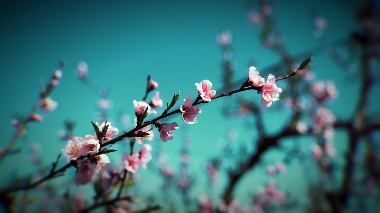 GalaxyTones - Blossom | Ambient